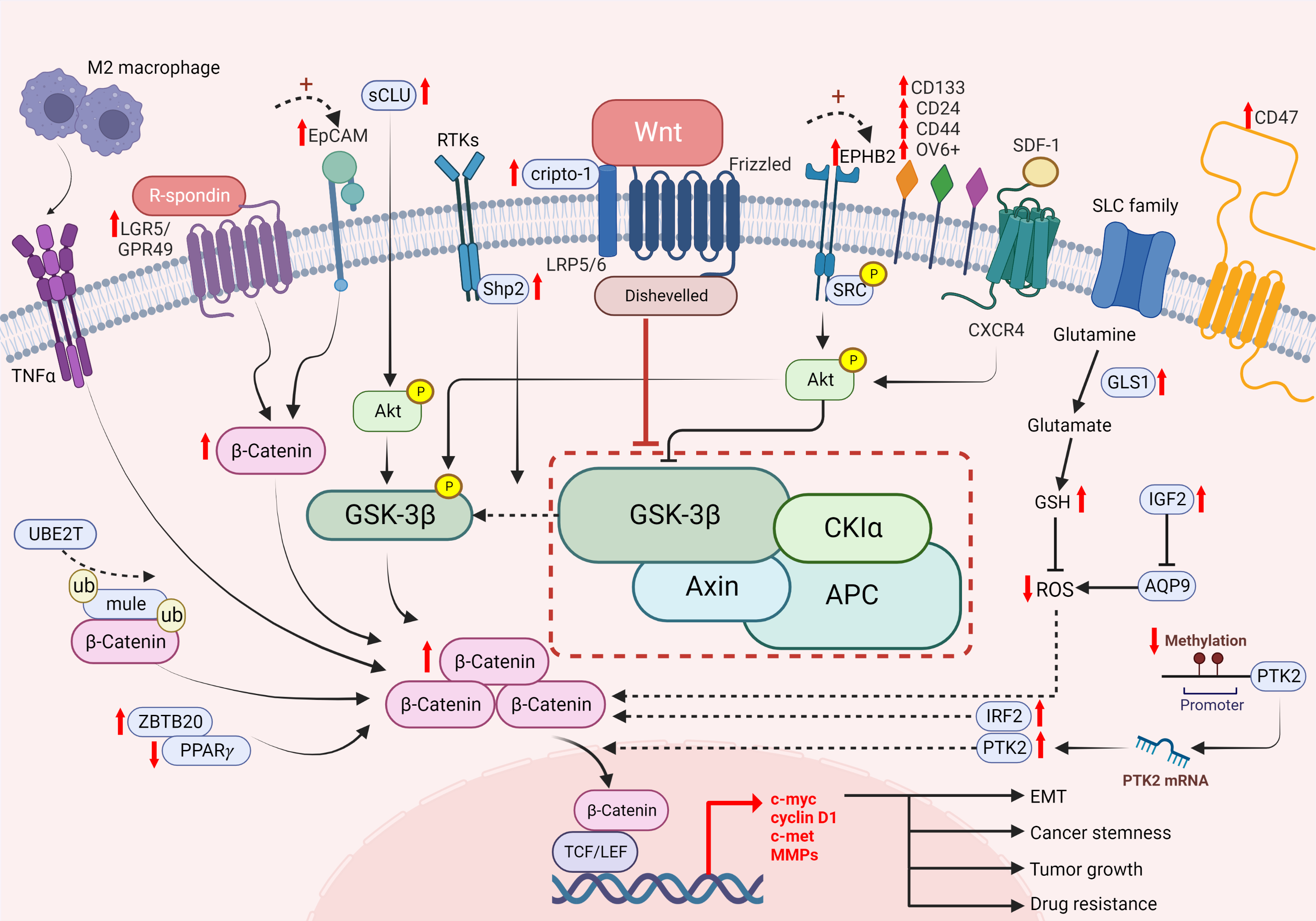 β-catenin in cancer stemness (1)
